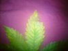 DSC00111.jpg