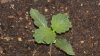 leaf problem 2.jpg