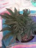 Day 27 from Seed Pot 4a.jpg