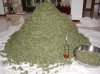 lot of bud.jpg