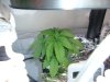 Basil.jpg Basil.jpg
