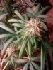 second plant 2.jpg
