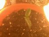 seedling sprout day7.jpg