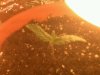 seedling sprout day 7_3.jpg