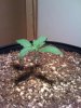 Day thirteen small2.jpg