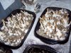 100_7288.jpg