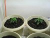 Mary Jane 3weeks old.jpg