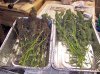 100_1781.jpg 100_1781.jpg