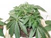 Mary Jane 5weeks old.jpg