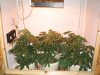 Mary Jane 6weeks old.jpg