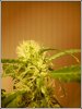 bud1.jpg