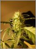 bud3.jpg