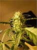 bud3_lg.jpg