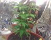 img019.jpg