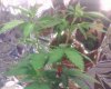 img020.jpg