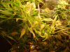plant1.gif
