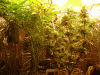 plant2.gif