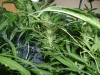 plant3.gif