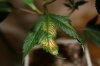 quagmire leaf (Large).jpg