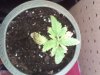 my plant 6..jpg