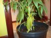 DSC02063.JPG