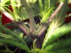 weed male 001.jpg