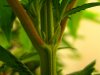 weed male 003.jpg