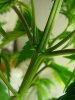weed male 009.jpg