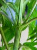weed male 010.jpg