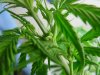 weed male 011.jpg