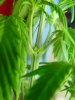 weed male 012.jpg