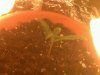 seedling sprout day 8_2.jpg
