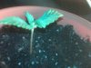 seedling sprout day 8_5.jpg