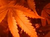 20091017_121918.JPG