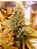 WHITEBERRY[1].jpg