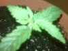 seedling sprout day 9_2.jpg
