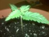 seedling sprout day 9_3.jpg