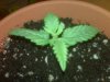 seedling sprout day 9_4.jpg