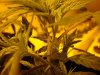 hwy420-albums-g-room-picture87433-9.jpg