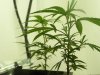 2weekbabies1.jpg