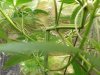 qazwers1-albums-first-grow-picture87543-super-crop.jpg