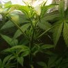 qazwers1-albums-first-grow-picture87542-pistols.jpg