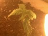 seedling sprout day 10_3.jpg
