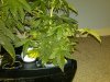 IMG00188-20091019-1823.jpg