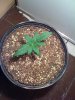 Day eighteen small1.jpg