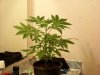 big leaves.jpg