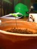 grow1.jpg