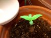 grow2.jpg