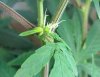 trichs.jpg