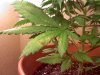 Leaf_trouble03_reduced.jpg